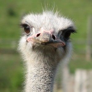 Meet your Posher, Posh